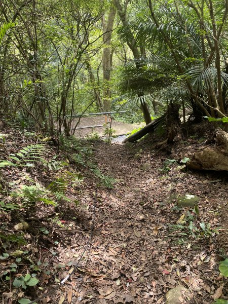 如墨暈染的春日邂逅｜中山樓墨染櫻 × 北投步道探花記2853881