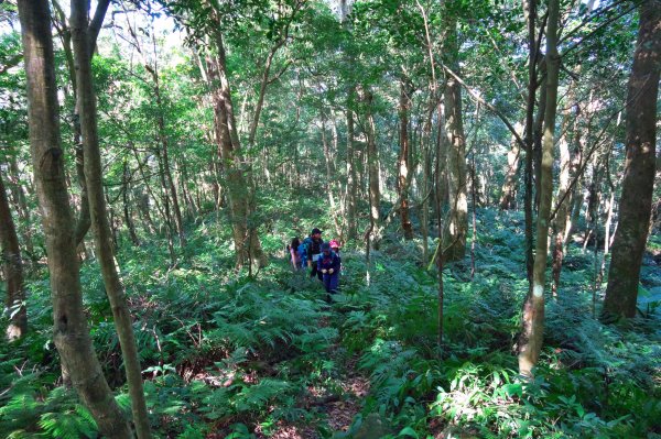 煤源登內鳥嘴山728945