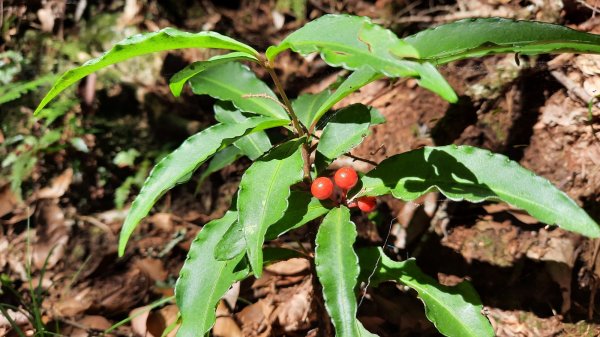 《台中》秋紅約定｜鳶嘴稍來山國家步道上稍來山賞台灣紅榨槭202112051538531