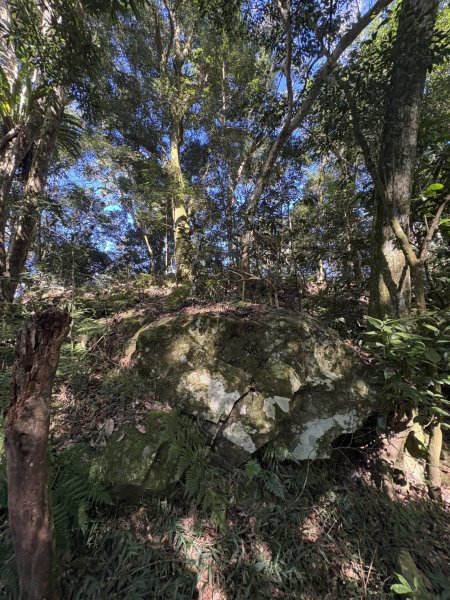 20251116鳴海山、網子山登山步道2938395