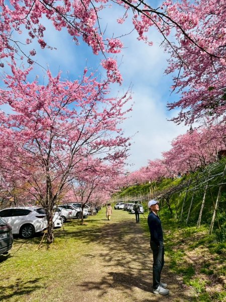 桃園 復興 巴陵 恩愛農場3011877
