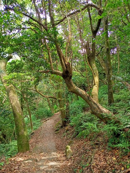 陽明醫院舊址、陽明山前山公園、紗帽山步道、紗帽路、臺北市教師研習中心【走遍陽明山】2121948