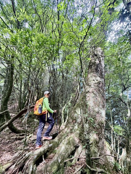 船型山神木悠遊    2025.09.222893825