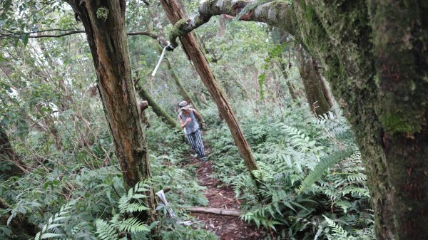 新舊寮瀑布O型登山健行趣(步道)2328232