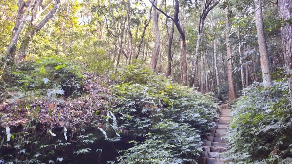 《新竹》斷崖神木｜北得拉曼步道小P繞202510172917467