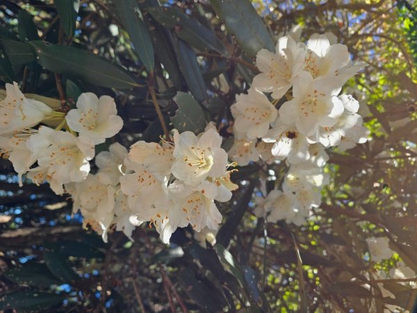 鳶嘴山杜鵑盛開2770229