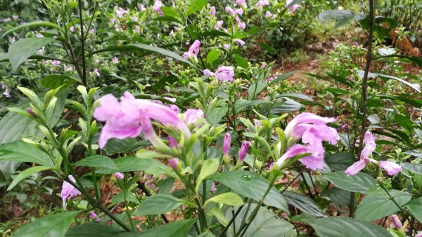 1071110福山植物園、望龍埤環湖步道458465