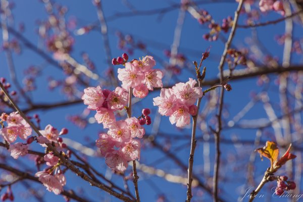 福壽山千櫻園櫻花季初開2717451