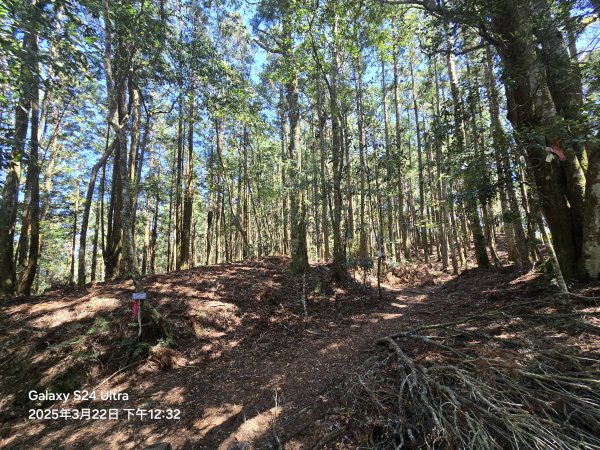 2025-03-22油羅山步道2743424