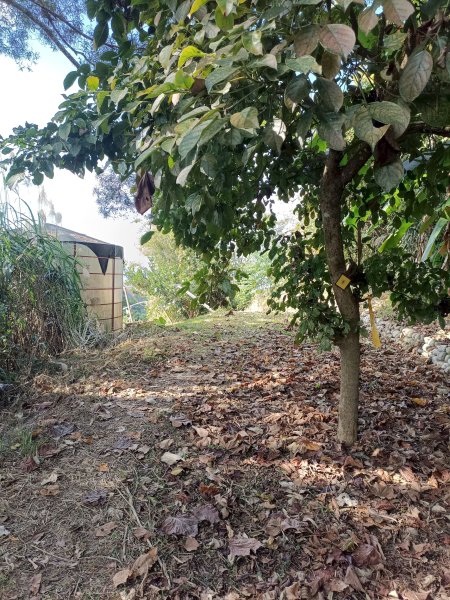 穿霧隘勇線-中三鹿2991751