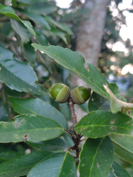 唐麻丹山 蝴蝶谷2918777