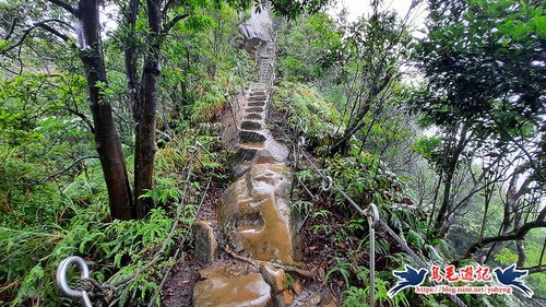 【新北市】普陀山/慈母峰·風雨中的鹿子百合