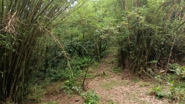 雙溪區豎旗山北稜線-豎旗山-豎旗山南峰-烏山尖-鄒家古厝-保成坑口站O型3071249