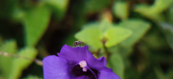 2025/10/26_馬胎古道2925721