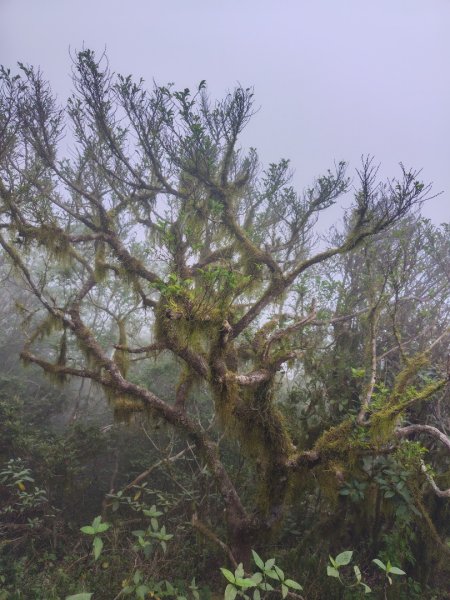 白藍狐貍出狐貍尾/狐貍縱走2796357