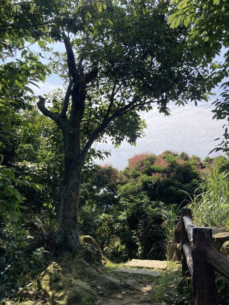 大棟山登山步道2496084