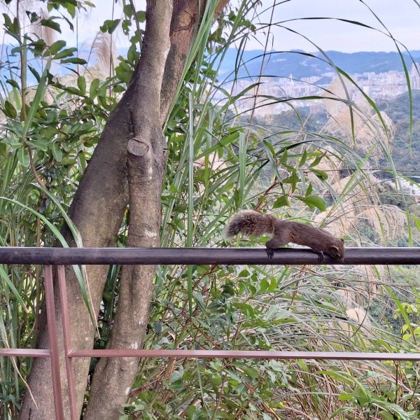 【貓貓自創路線】四獸山+南港山+九五峰+永春坡公園完成!2705812