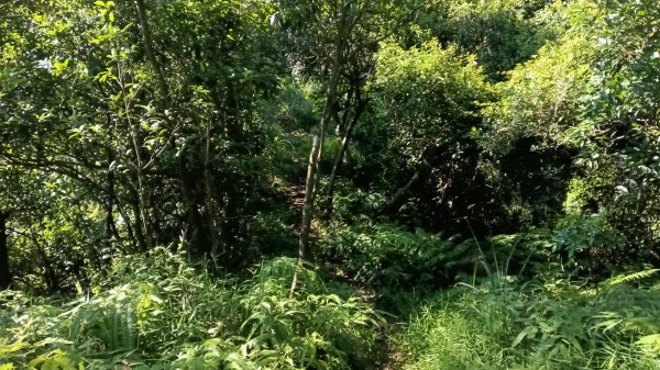 基隆市暖暖車站-暖壽山-暖東苗圃-頂寮山-清法戰爭砲台遺址-碇內3091337
