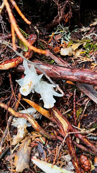 🌈4/13（日）（三）魔法森林-塔曼山~FB：熊熊趴爬走🌈2761294