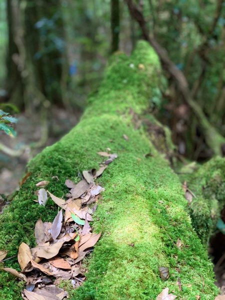 2021.03.14 「水社大山 」1307249