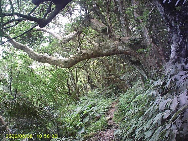 內灣南坪古道、馬胎古道及內灣O繞，順道拜訪位移總督府交通局遞信部基石。3067405