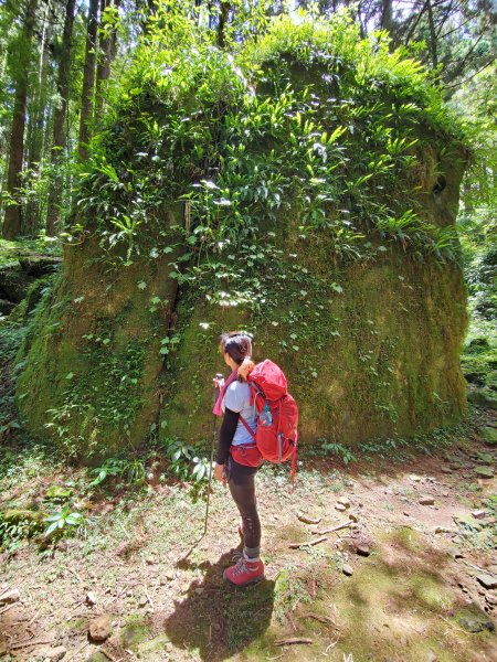 【嘉義|大凍山】多林-頂湖走1010188