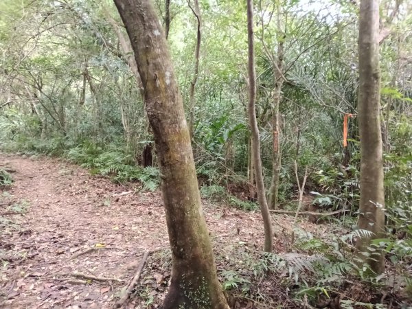 雙溪區石壁坑橋+平林山+武山煤礦土地公+上林山稜線+彎穹越嶺古道+石壁坑橋O型2991294