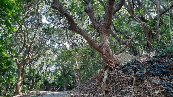 《彰化》富士櫻花｜花壇大嶺巷步道群及西來園（銀行山）登山步道202402132424706