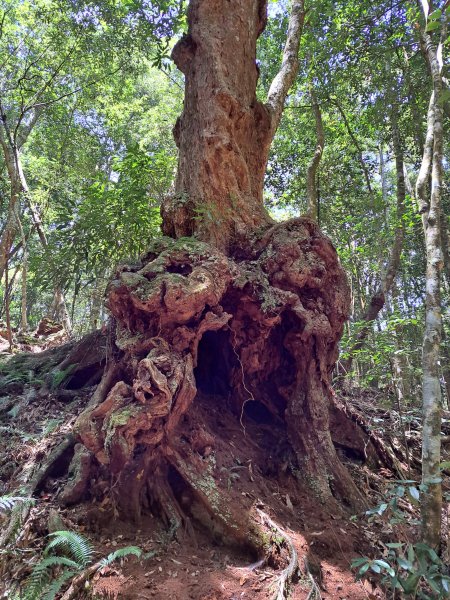 小出山(惠蓀林場上)202304162118329