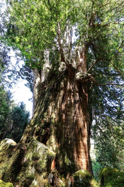 【山林】台灣第一大神木，睽違五年的重現人間