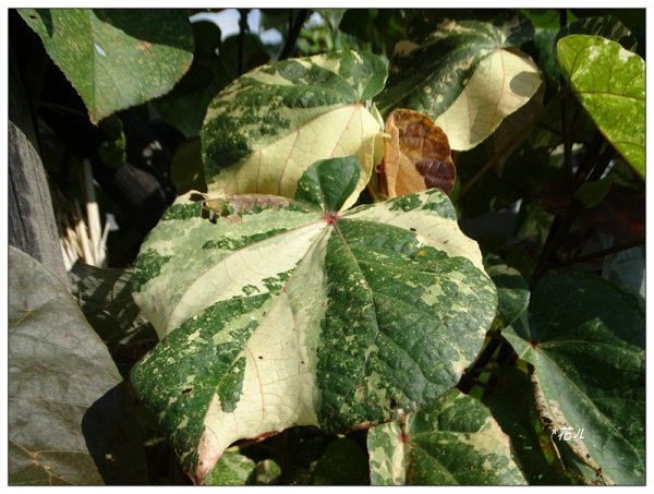 夏日/黃槿的花開1417602