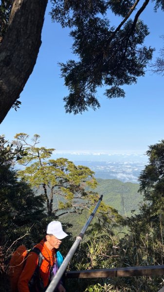 山毛櫸「最後一舞」2955244