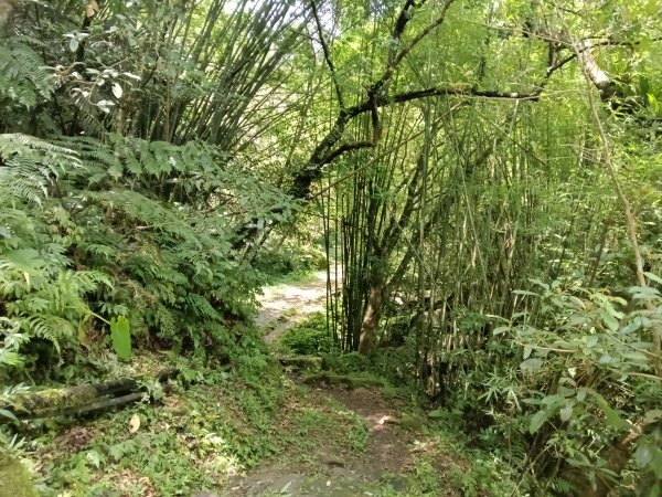 雙溪區崩山坑古道+下坑山稜線越嶺路+下坑山O型2839797