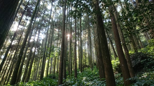 滿滿仙氣的向天湖山1107040