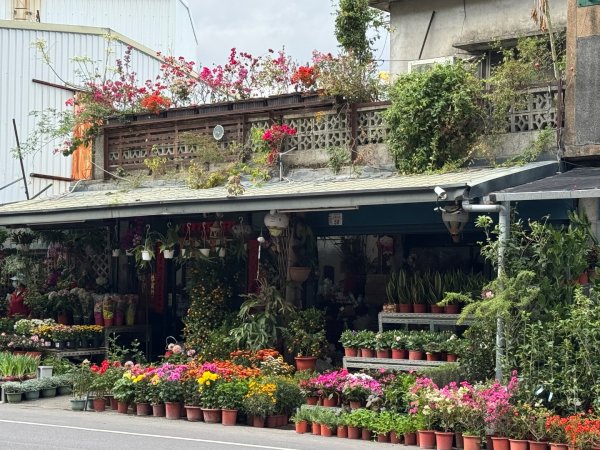 走逛台東 Day 2 鯉魚山步道 走走都蘭山步道1+K3006375