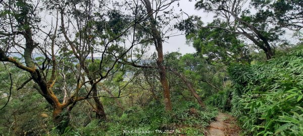 《苗栗》霧雨寒流｜三義三角山步道202512252969262