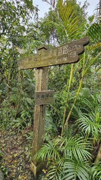 大崙頭尾山2872667