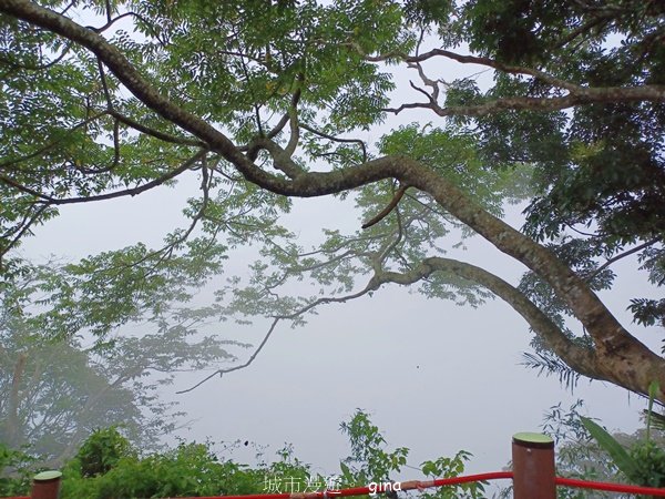 【嘉義竹崎】說好的稜線風景呢。阿拔泉山稜線步道連走獨立山O繞2684133