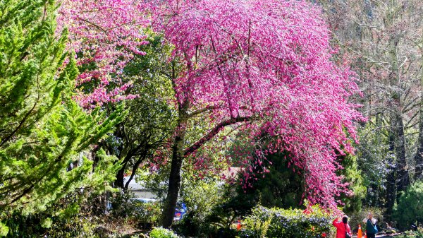 《踏莎行・武陵山櫻》2712470