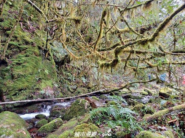 【宜蘭大同】走入南山部落魔法森林秘境。 羅葉尾溪步道2022026