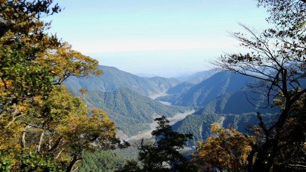 深秋限定~沒到過銅山別說看過山毛櫸447137