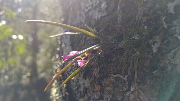 北坑山大板根東洗水山盡尾山東北峰2701738