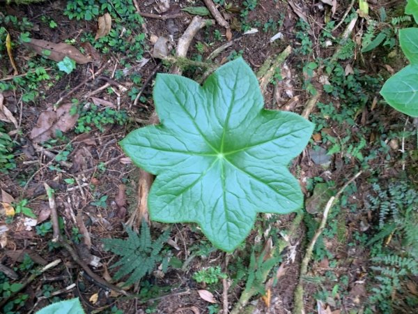 司馬庫斯生態1340513