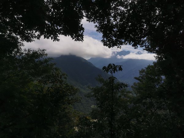 白毛、馬崙山-崇敬的巨木-五葉松媽媽1085791