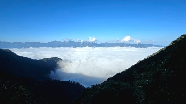 郡大林道19k之郡大神木群二刷～雲海滿出來～2451866