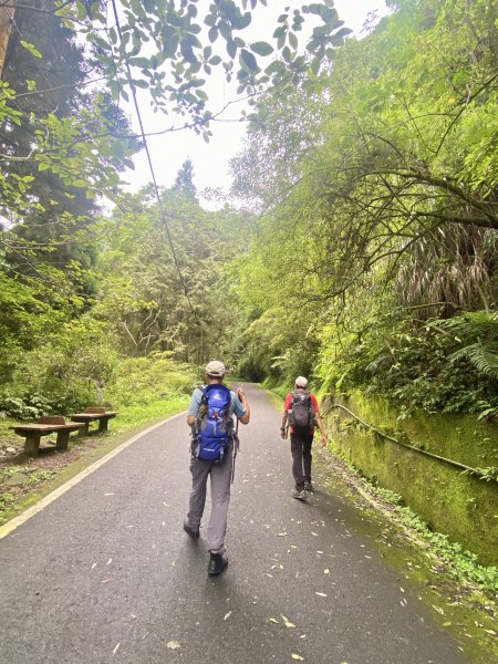 溪頭散步悠遊    2024.5.202517702