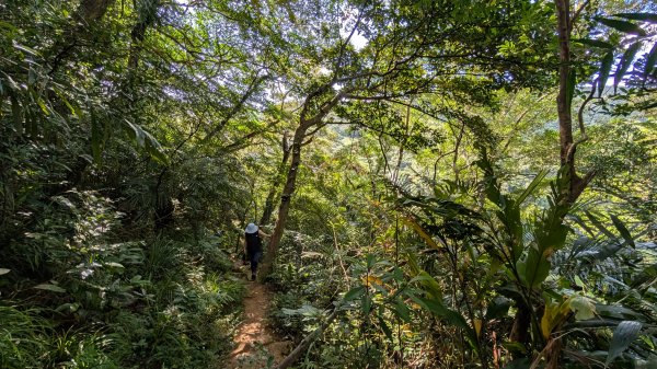 114.11.09草嶺古道芒花季之旅2932936