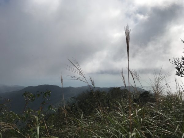 宜蘭抹茶山774442