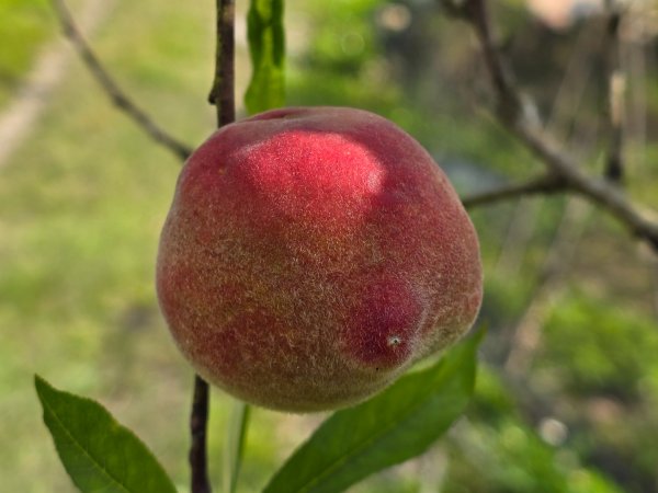 谷關七熊馬崙山2748822