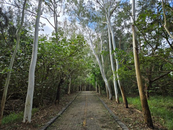 竹南海濱森林步道2640670